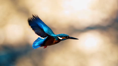 common kingfisher in flight