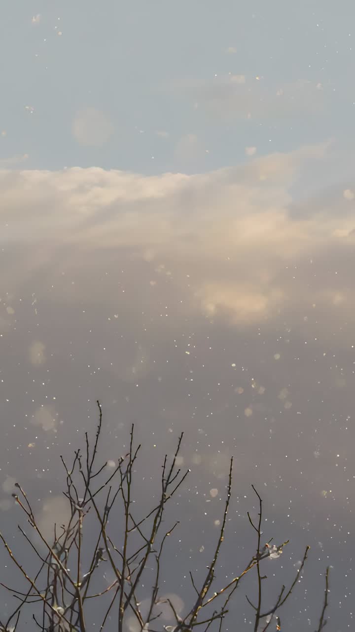 Vertical video: Swaying bare treetop tilting in breeze in yard, with snow, clouds and ice glints