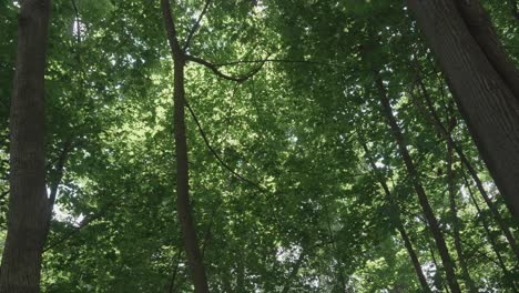 Wind-rippling-trees-along-the-Wissahikcon-Creek,-Philadelphia