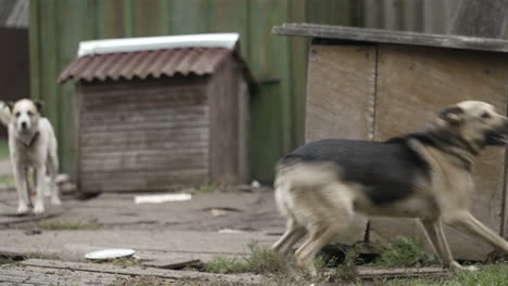 Dog-on-a-chain-catching-food