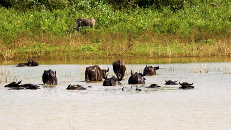 wilderbeests herd bathing in a large body of calm water medium shot during the wet season