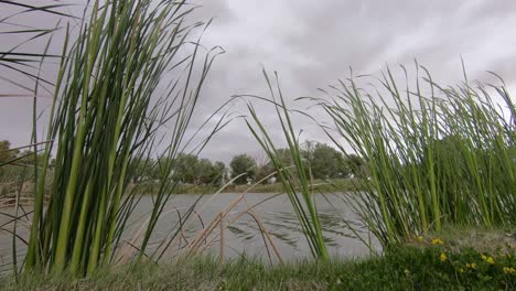 Juncos-En-Un-Lago,-Día-Tormentoso