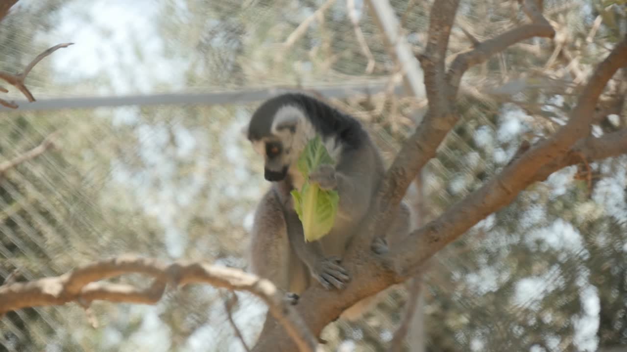 cerca de un par de lémures de cola anillada en un árbol mientras uno de los lémures salta fuera del marco en cámara lenta