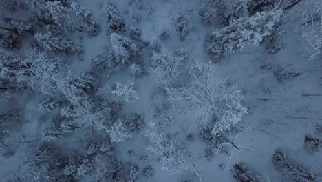 The-frozen-lake-and-forest-near-Borgvattnet,-Sweden