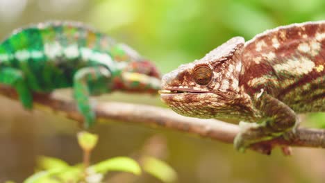 Wildlife-endemic-chameleon-on-branch-catch-grasshopper-with-long-tongue-in-super-slow-motion-in-rain-forest-in-Madagascar