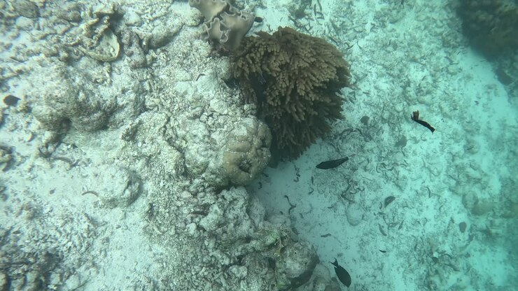 Damaged coral reef with rubble and sparse coral growth.