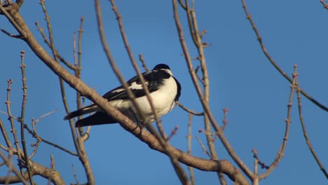 black and white bird perched on a tree branch