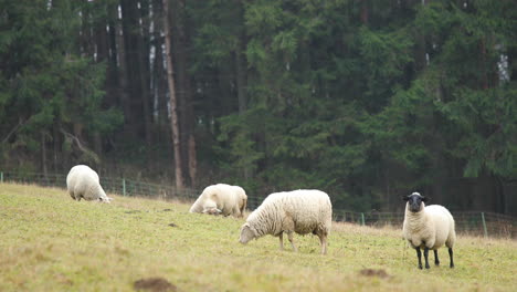 A-herd-of-sheep-grazing-on-a-hill-during-an-autumn-afternoon