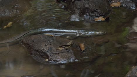 emmagen creek anguila de agua dulce descansando en el agua - parque nacional daintree en cape tribulation, qld, australia