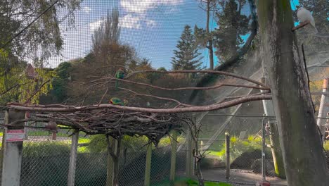 Papageien-In-Der-Voliere-Des-Botanischen-Gartens-Und-Parks-In-Whanganui,-Neuseeland