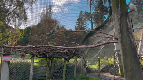loros en el aviario del jardín botánico y el parque en whanganui, nueva zelanda