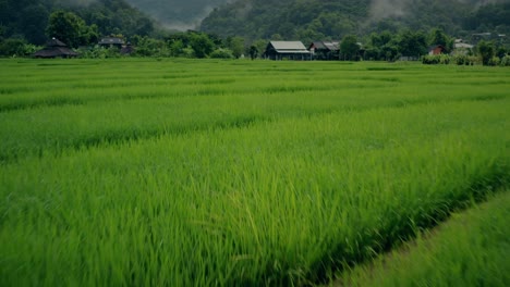 flying over rice paddies 01