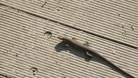 crawling japanese grass lizard on concrete ground at sunny day in tokyo, japan