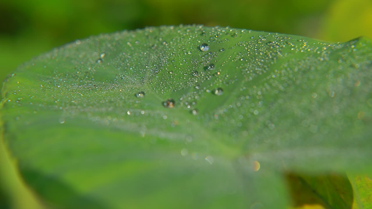 el rocío de la mañana cayó sobre la hoja