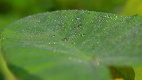 Morgentau-Fiel-Auf-Blatt