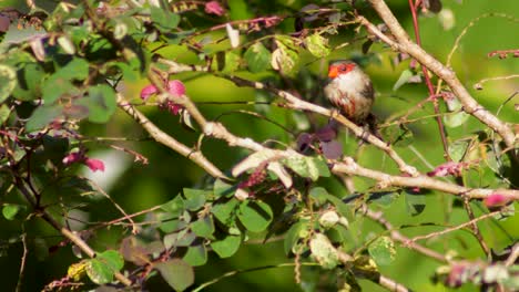 red-eyed-orange-beak-common-waxbill-in-natural-habitat-with-springs-colors