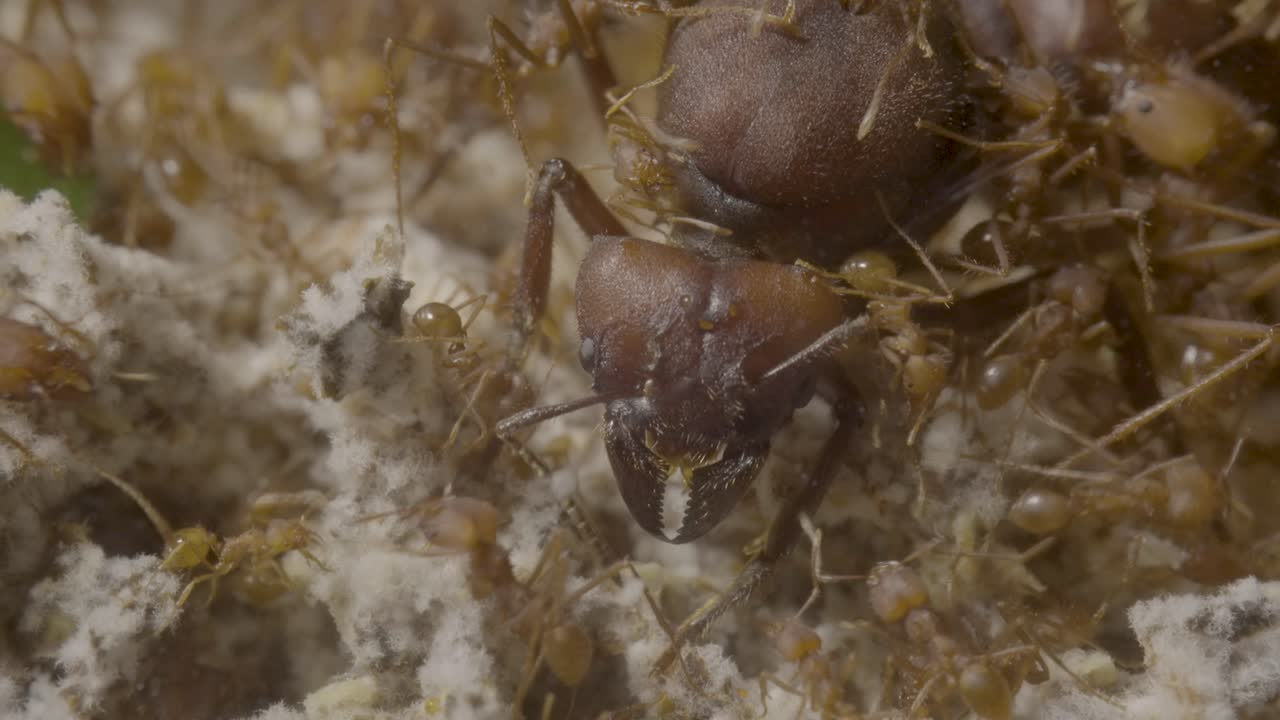 enorme hormiga reina rodeada por sus diminutos subordinados