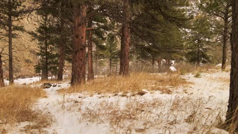 Den-Wald-Im-Winter-Und-Kälte