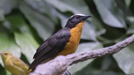 a beautiful white crowned robin perched on a tree branch chirping and calling - close up