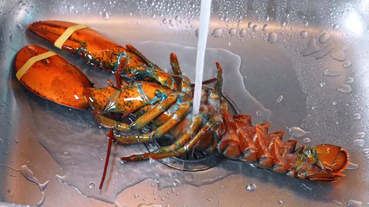 Lobster in a sink with water running over it in a kitchen setting. A lobster sits in a sink while water runs over it in a home kitchen. The scene shows preparation for cooking.