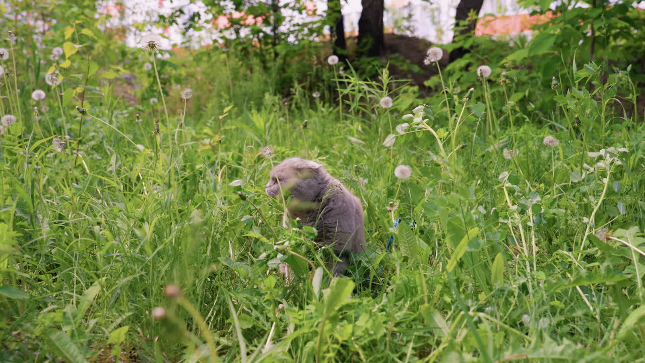 Quiet Feline Observing, Calm Kitten Lingering Outdoors Peacefully, Shy Young Cat Resting In Open Countryside Environment, Serene Juvenile Feline Seated Amidst Rural Landscape With Distant Trees