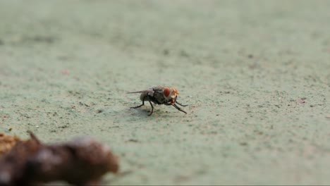 close-up near wasp fly dog feces.