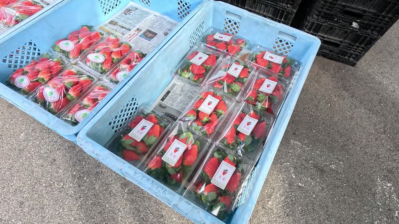 신선한 딸기 상자를 빛에 열기