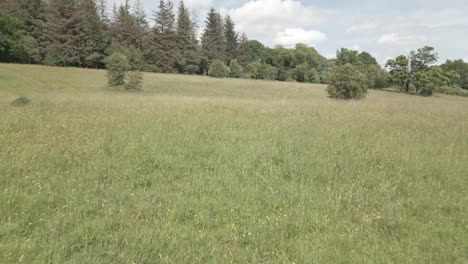 dolly forward along a lush green meadow surrounded by trees and bushes