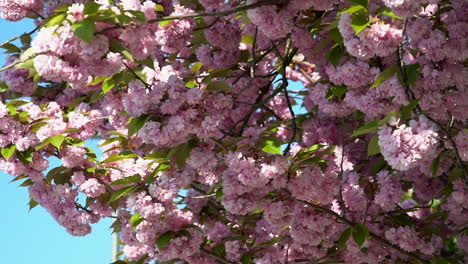 Cámara-Lenta-De-Una-Flor-De-Cerezo-Que-Acaba-De-Florecer-Durante-La-Primavera,-Brisa-De-Viento-A-Través-De-Los-Pétalos-Rosas