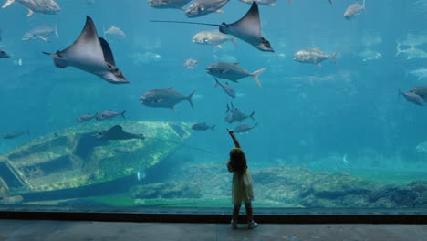 Niña-En-El-Acuario-Mirando-Mantarraya-Nadando-En-El-Tanque-Niño-Curioso-Observando-Animales-Marinos-En-El-Oceanario-Divirtiéndose-Aprendiendo-Sobre-La-Vida-Marina-En-El-Hábitat-Acuático