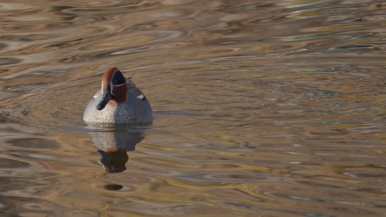 Un'alzavola eurasiatica maschio nuota nel lago mentre si abbevera.