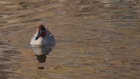 Male-Eurasian-Teal-Swims-On-The-Lake-While-Drinking-Water