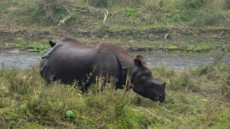 Ein-Nashorn-Mit-Einem-Horn,-Das-Am-Ufer-Eines-Flusses-Im-Hohen-Gras-Steht