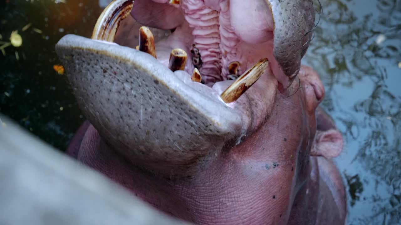 Close-Up of a Hippopotamus Eating and Drinking in a Pond in Captivity at the Chiang Mai Zoo in Chiang Mai, Thailand