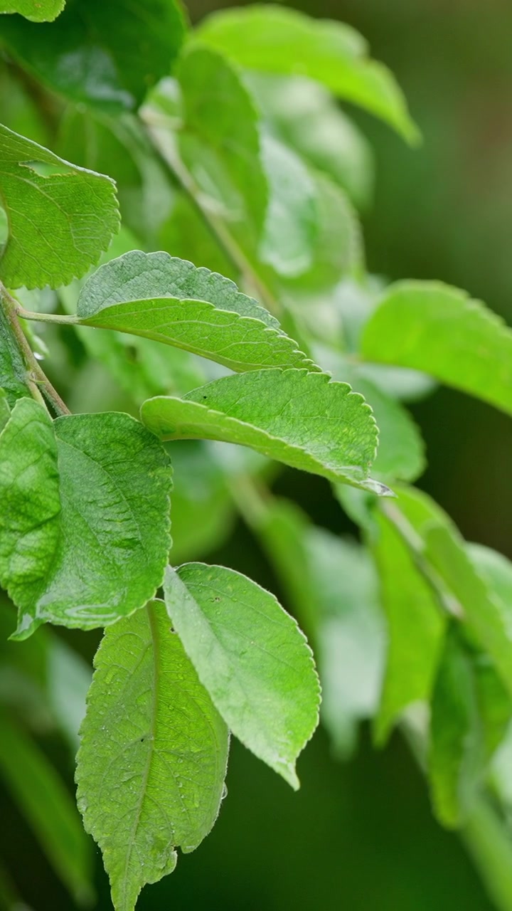 Foglie verdi fresche con gocce d'acqua dopo la pioggia