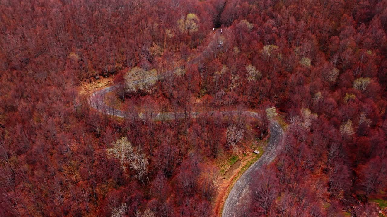 Winding mountain road through red autumn forest in the Dolomites, aerial view