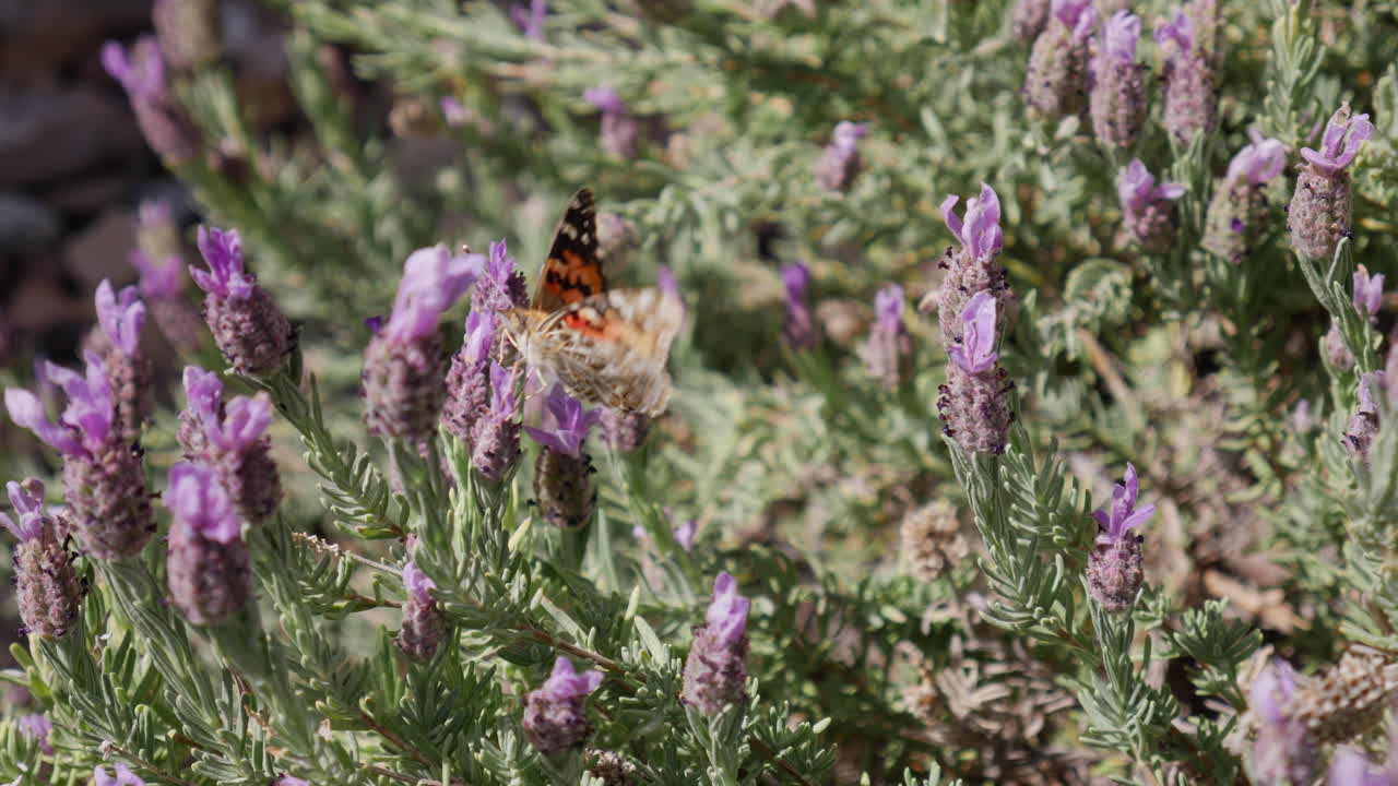 A painted lady butterfly flying in slow motion feeding on nectar and collecting pollen on purple flowers