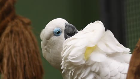 la cacatúa blanca