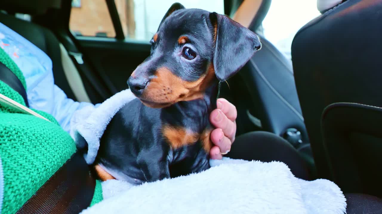 Slow motion of Miniature Pinscher puppy sitting on owner's lap, wrapped in soft