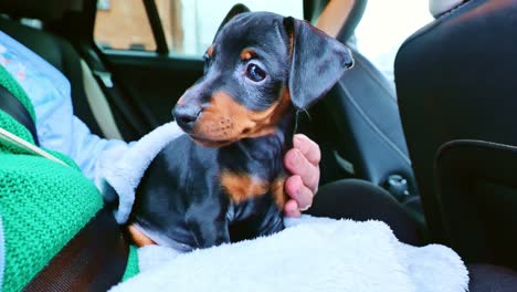 slow motion of miniature pinscher puppy sitting on owner's lap, wrapped in soft