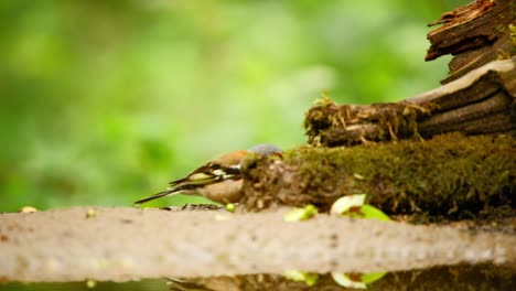 Common-Eurasian-Chaffinch-and-Great-Tit-in-Friesland-Netherlands-eat-and-hang-out-on-decomposing-moss-covered-log