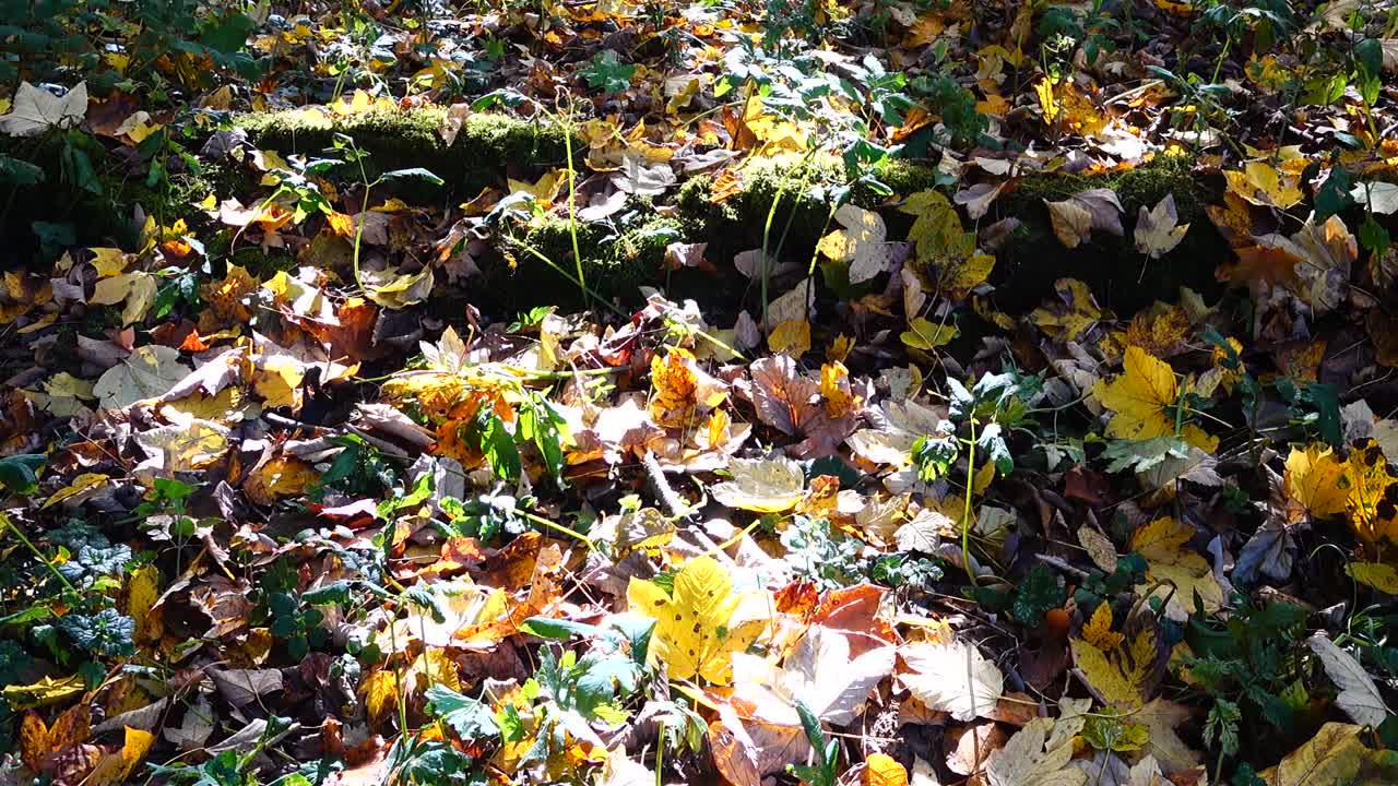 Herbstbäume im Oktober