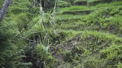 panning shot starting on the tegalalang rice terraces and revealing a creek filled with garbage