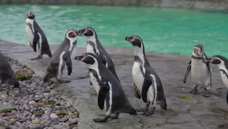 colonia de pingüinos humboldt lista para ser alimentada cerca del agua de natación en el zoológico