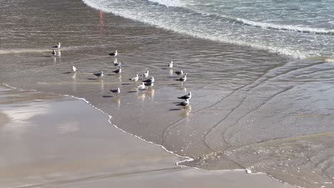 seagulls looking for food on the beach