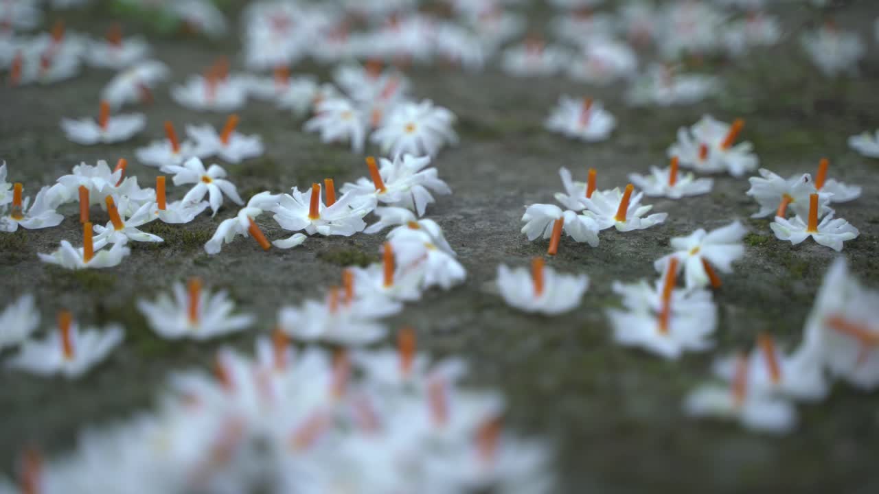 밤 재스민, 슬리 또는 셰팔리 꽃은 가을 시즌에 사라디야 또는 두르가 푸자 축제의 상징 꽃입니다