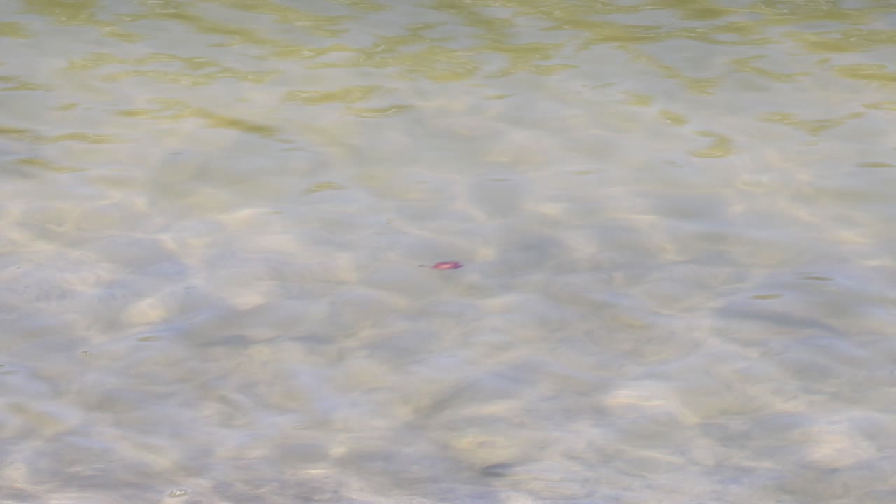천천히 움직이는 물 위에 반사되는 빛