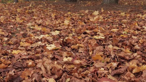 man walks on autumn leaves rustling underfoot, embracing the serene, cool ambience