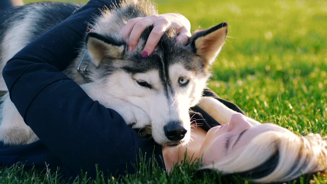 공원 밖에서 재미있는 허스키 개와 놀고 있는 아름다운 젊은 여성