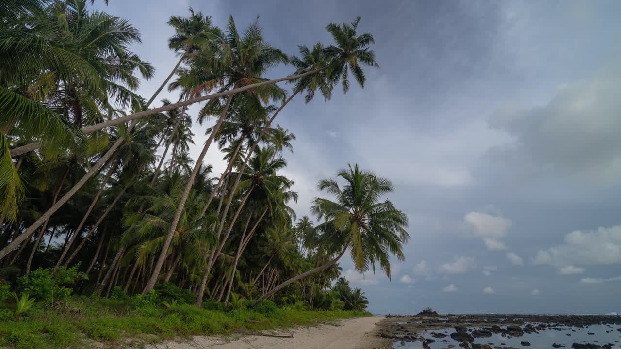 Tropical Beach with Leaning Palm Trees and Rocky Ocean Shore